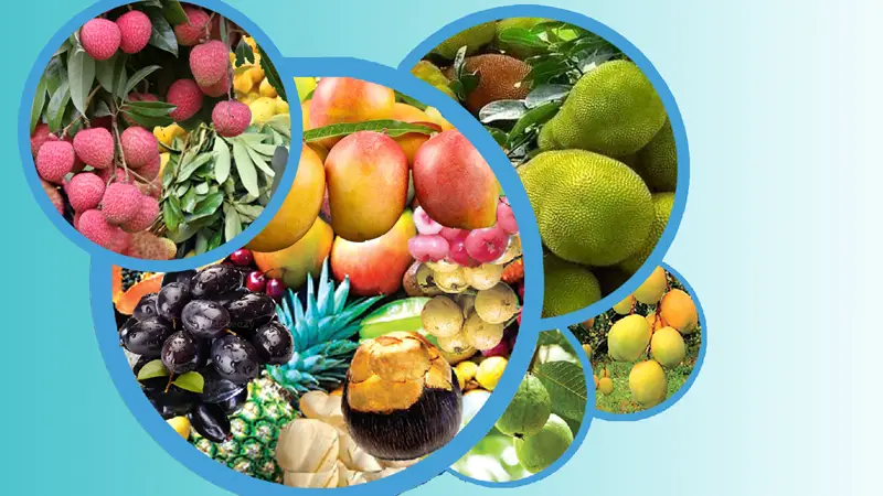 জ্যৈষ্ঠ-ফল পাকার মধুমাস জ্যৈষ্ঠ-ফল পাকার মধুমাস