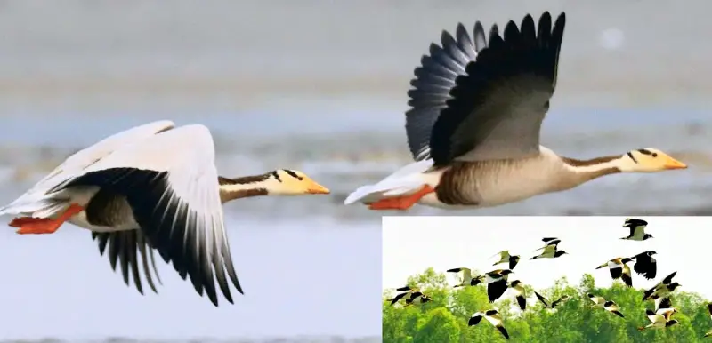 তাপমাত্রা বেড়েছে এবার ঘরে ফেরার পালা তাপমাত্রা বেড়েছে এবার ঘরে ফেরার পালা