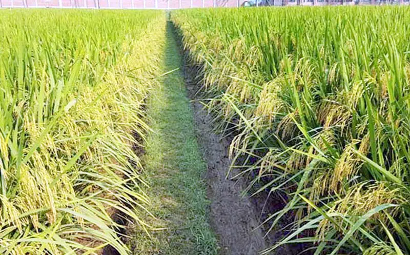 আমন উৎপাদন ও মৌসুমি সংকট আমন উৎপাদন ও মৌসুমি সংকট