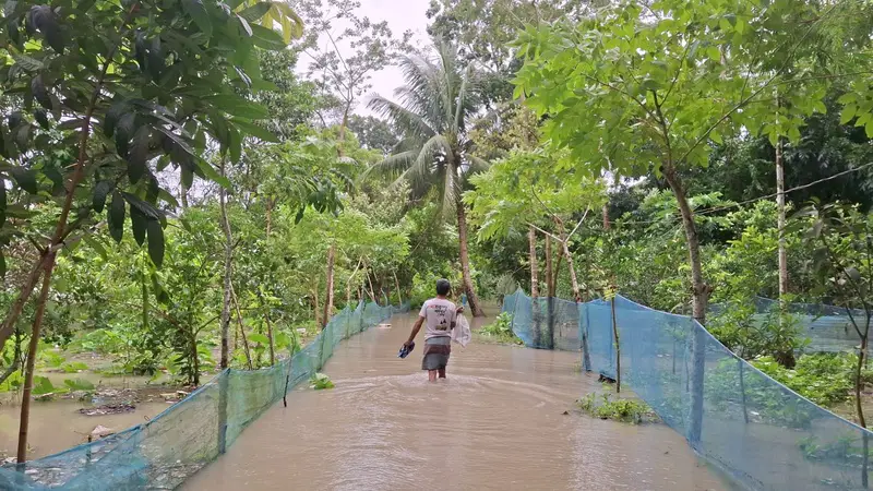 বাউফলের নিম্নাঞ্চল প্লাবিত বাউফলের নিম্নাঞ্চল প্লাবিত