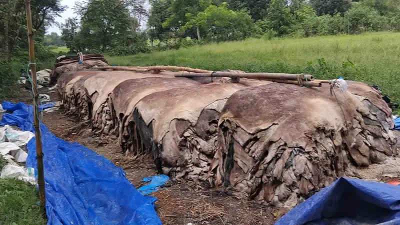 ব্রাহ্মণবাড়ীয়ায় কোরবানির চামড়া নিয়ে  বিপাকে ব্যবসায়ীরা