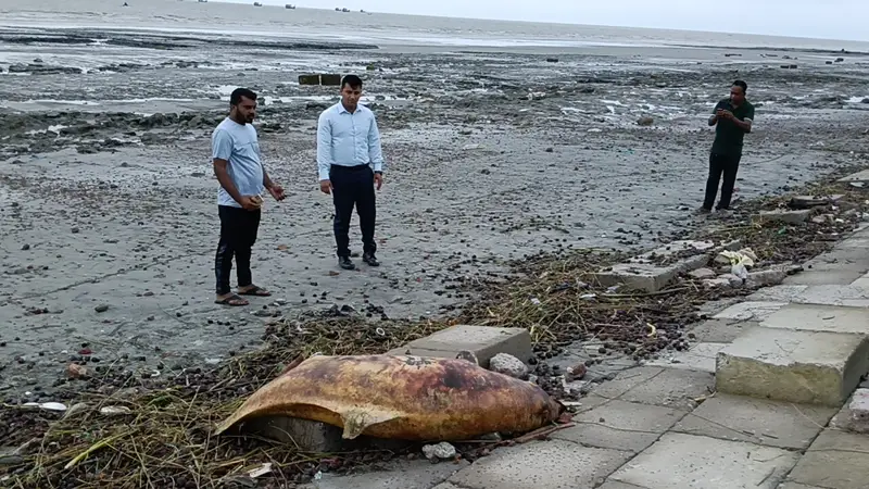 কুয়াকাটা সৈকতে ভেসে এলো আট ফুট লম্বা মৃত ডলফিন কুয়াকাটা সৈকতে ভেসে এলো আট ফুট লম্বা মৃত ডলফিন