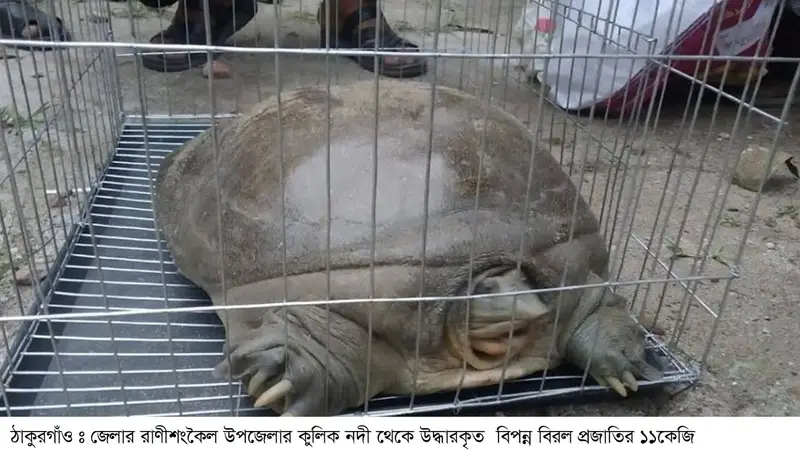 ঠাকুরগাঁওয়ে বাড়িতে কচ্ছপ রাখায় এক কৃষককে ২০ হাজার টাকা জরিমানা