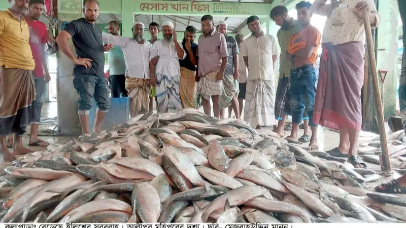 কলাপাড়ায় চাঙ্গা ইলিশ কেন্দ্রীক অর্থনীতি: সরবরাহ বেড়েছে অনেক ছোট ইলিশের দাম কমতে শুরু করেছে কলাপাড়ায় চাঙ্গা ইলিশ কেন্দ্রীক অর্থনীতি: সরবরাহ বেড়েছে অনেক ছোট ইলিশের দাম কমতে শুরু করেছে