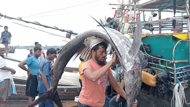 কুয়াকাটার উপকূলে জেলেদের জালে ধরা পড়লো তিনটি বিরল পাখি মাছ কুয়াকাটার উপকূলে জেলেদের জালে ধরা পড়লো তিনটি বিরল পাখি মাছ
