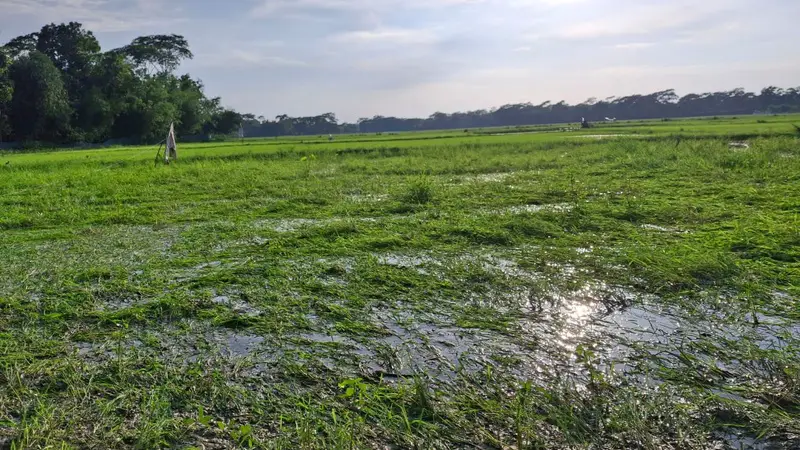 বাউফলে আমন বীজতলা পানির নিচে: দুশ্চিন্তায় চাষীরা বাউফলে আমন বীজতলা পানির নিচে: দুশ্চিন্তায় চাষীরা