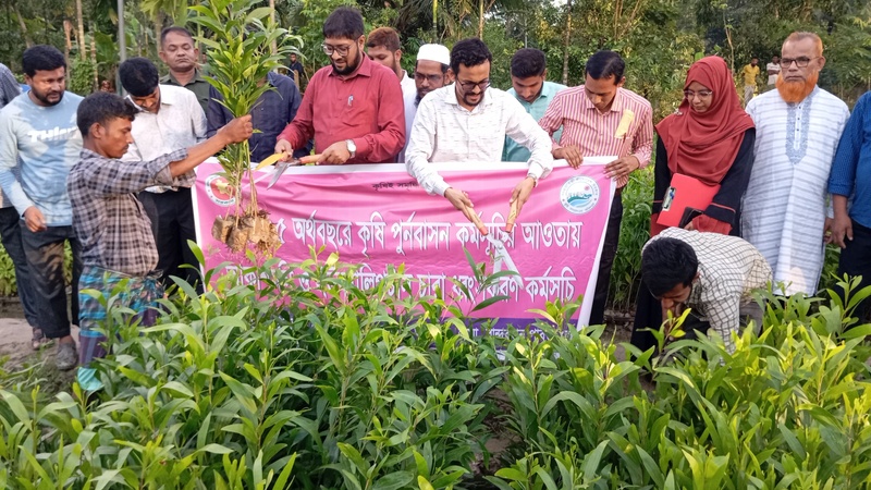 লামায় ৬ লাখ ২৭ হাজার আকাশমণি ও ইউক্যালিপটাস গাছের চারা ধ্বংস কার্যক্রম শুরু লামায় ৬ লাখ ২৭ হাজার আকাশমণি ও ইউক্যালিপটাস গাছের চারা ধ্বংস কার্যক্রম শুরু