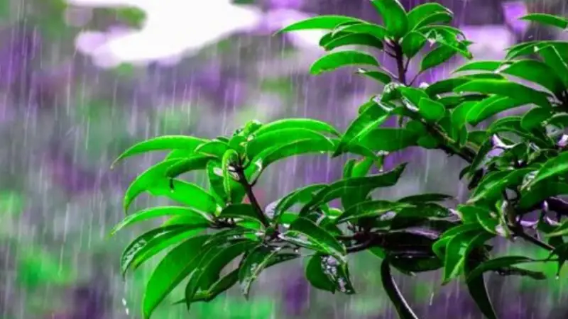 নীলফামারী সহ উত্তরাঞ্চলে স্বস্তির বৃষ্টি নেমেছে নীলফামারী সহ উত্তরাঞ্চলে স্বস্তির বৃষ্টি নেমেছে
