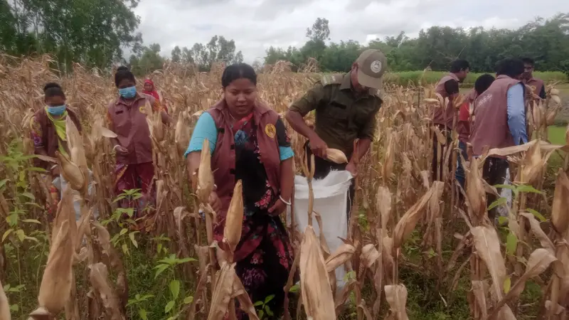 তারাগঞ্জে দরিদ্র কৃষকের ভুট্টা ঘরে তুলে প্রশংসা পাচ্ছেন আনসার ভিডিপি সদস্যরা তারাগঞ্জে দরিদ্র কৃষকের ভুট্টা ঘরে তুলে প্রশংসা পাচ্ছেন আনসার ভিডিপি সদস্যরা