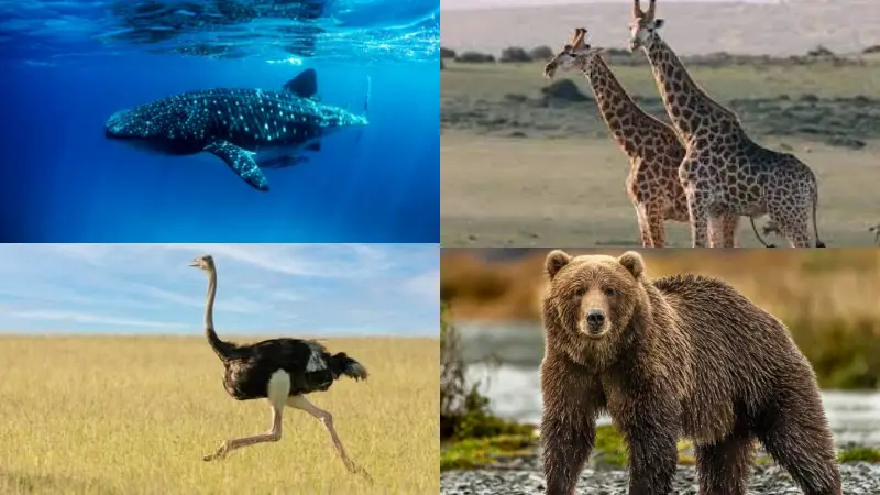জানুন পৃথিবীর ৮টি সবচেয়ে বড় প্রাণীর কথা