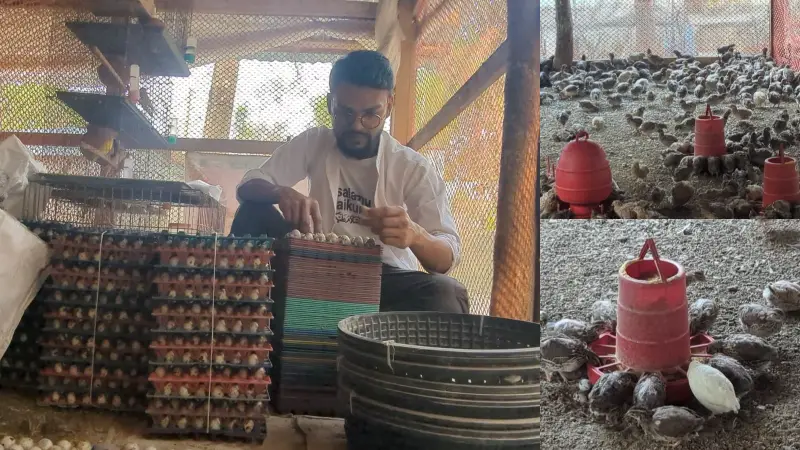 কোয়েল পালনে পটুয়াখালীর নাহিদের বাজিমাত! কোয়েল পালনে পটুয়াখালীর নাহিদের বাজিমাত!