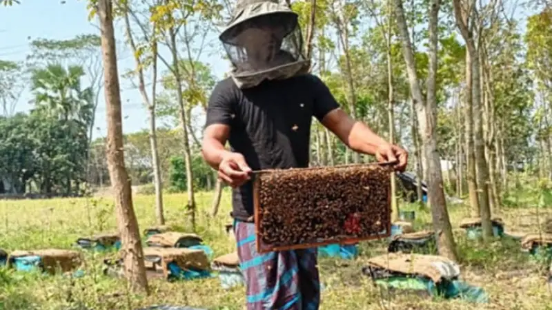 শরীয়তপুরে কালোজিরা চাষ ও মৌচাষের সমন্বয়ে কৃষিতে বিপ্লব