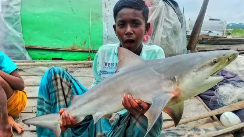 সুগন্ধায় জেলেদের জালে ধরা পরেছে ১০ কেজি ওজনের হাঙর সুগন্ধায় জেলেদের জালে ধরা পরেছে ১০ কেজি ওজনের হাঙর