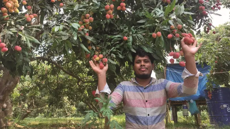 অনলাইনে ফরমালিনমুক্ত আম-লিচু বিক্রি করেন বিশ্ববিদ্যালয় পড়ুয়া ফরহাদ
