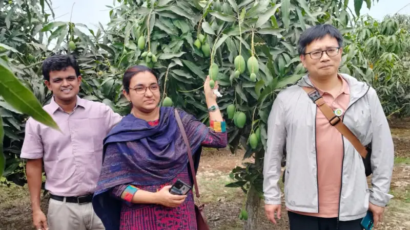 সাপাহারের আম বিশ্ববাজারে ব্র্যান্ডিংয়ের দাবি সাপাহারের আম বিশ্ববাজারে ব্র্যান্ডিংয়ের দাবি
