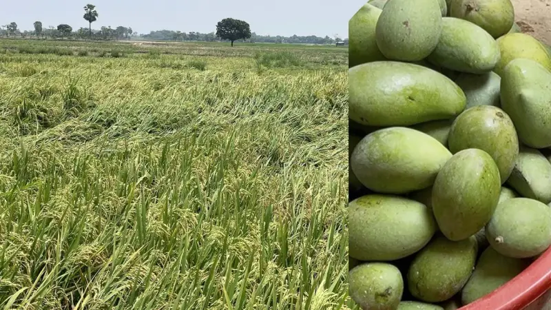 চাঁপাইনবাবগঞ্জে শিলাবৃষ্টিতে কৃষকের মাথায় হাত চাঁপাইনবাবগঞ্জে শিলাবৃষ্টিতে কৃষকের মাথায় হাত