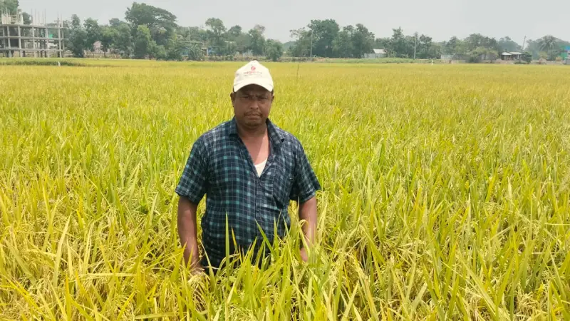 আখাউড়ায় ডায়াবেটিক ধান চাষ: প্রথমবারেই বাজিমাত কৃষকদের আখাউড়ায় ডায়াবেটিক ধান চাষ: প্রথমবারেই বাজিমাত কৃষকদের