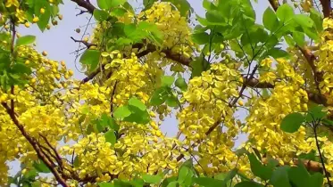 মতলব উত্তরের প্রকৃতিতে সোনালুর সোনালি শোভা