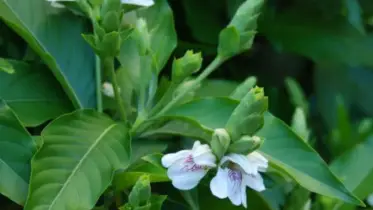 বিলুপ্ত হয়ে পড়ছে ভেষজ রত্ন বাসক পাতার গাছ