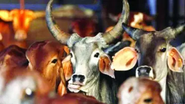 হাটের সৌন্দর্য বাড়াতে ব্যস্ত কালিয়াকৈরের ইজারাদাররা