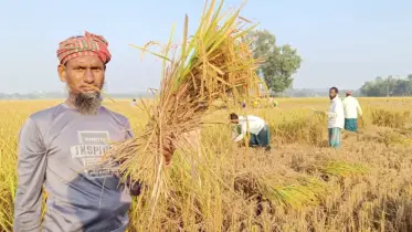 বাম্পার ফলনের স্বস্তি, নালিতাবাড়ীতে কৃষকের প্রত্যাশা ন্যায্য দামের
