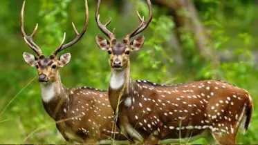 বন্য পশু কোরবানি করা যাবে কি?