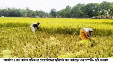 হারভেস্টার মালিকদের স্বেচ্ছাচারিতায় ধান কাটা নিয়ে বিপাকে কৃষক