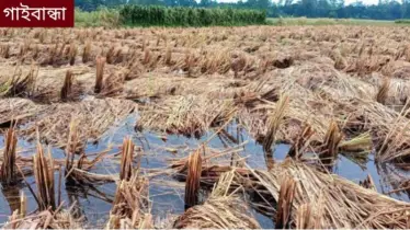 গাইবান্ধায় টানা বৃষ্টিতে ধান-খড় শুকাতে হিমশিম, ক্ষতির মুখে হাজারো কৃষক