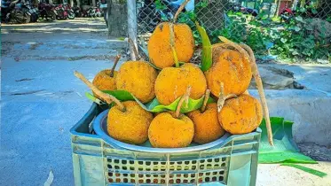 চমকে দিচ্ছে ‘চাম কাঁঠাল’! হারিয়ে যাওয়া ফল আবারও বাজারে
