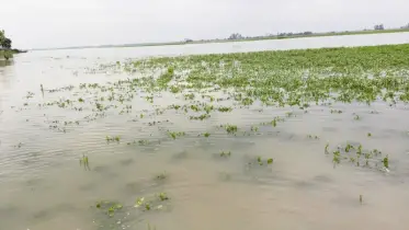 তিস্তায় হঠাৎ পানি বৃদ্ধিতে ক্ষেতের ফসল ডুবে যাওয়ায় দুশ্চিন্তায় কৃষক