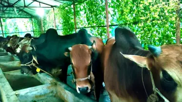 ‘রাজার’ রাজ্যে ২১ ষাঁড়, নজর কেড়েছে ১১ বলদ