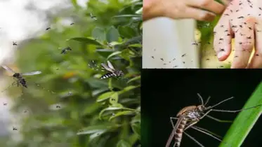 ঘরের ভেতর মশার উপদ্রব? এই গাছ লাগান এখনই!