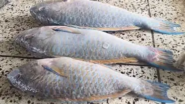 ইলিশকে টেক্কা দিতে পারে ‘তোতা মাছ’?