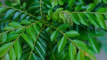পেট খারাপে নাজেহাল! যে পাতায় খেলেই মিলবে মুক্তি