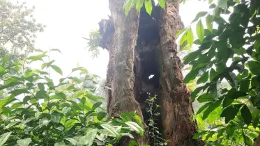গুপ্তধনের গল্পে মোড়ানো ফুলবাড়ীয়ার এক রহস্যপুরী ‘ডাকাত ভিটা’