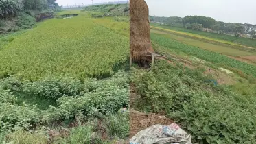 এক সময়ের খরস্রোতা বড়াল নদীতে এখন চাষ হয় বোরো ধান