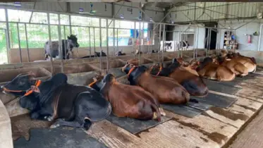 চাহিদার চেয়ে ৫ হাজার বেশি কোরবানির পশু ফেনীতে