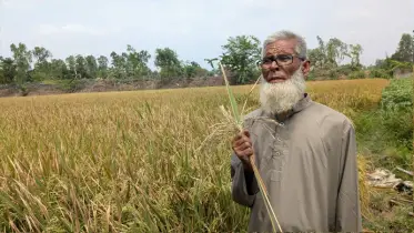 রায়গঞ্জে ইটভাটার আগুনে পুড়ল ১৫ বিঘা ধান, কৃষকের আর্তনাদ