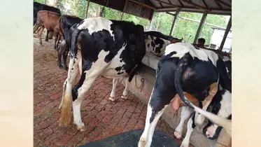 প্যান্ট-শার্ট পরে গরু চুরি! যা ঘটলো ভাঙ্গুড়ায় 