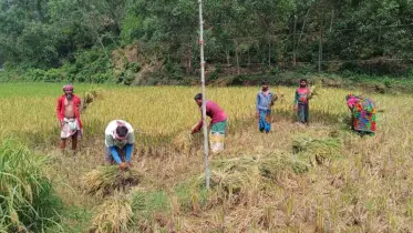 বন্যহাতির আক্রমণের ভয়ে আধাপাকা ধান কাটছে কৃষক