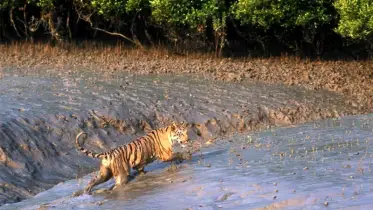 প্রকৃতির প্রতিশোধ নয়, প্রকৃতির পুনর্জাগরণ চাই
