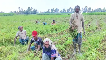বাদাম চাষে স্বপ্ন দেখলেও তিস্তার পানিতে ডুবেছে আশা
