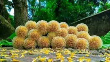 বর্ষায় কদম ফুলের পেছনের অবিশ্বাস্য কাহিনি