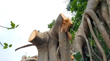 শিরক গুনাহ থেকে ফেরাতে কাটা হলো শতবর্ষী বটগাছ 