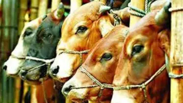 চাহিদার চেয়ে বেশি কোরবানির পশু, সরবরাহে ভরপুর কক্সবাজার