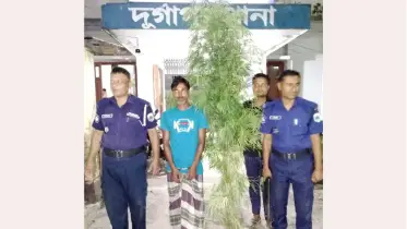 সবজি বাগানের আড়ালে গাঁজা চাষ, চাষি আটক