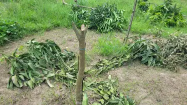 প্রবাসীর বাগানের কেটে ফেলা হলো অর্ধ শতাধিক চারাগাছ 
