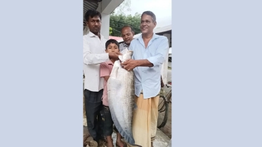 বঁড়শিতে ধরা পড়লো ৭ কেজি ওজনের চিতল, চমকে গেল এলাকাবাসী
