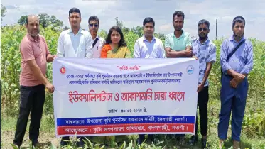বদলগাছীতে ইউক্যালিপটাস ও আকাশমনি চারা ধ্বংস করলো প্রশাসন