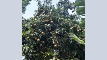 পাইকগাছায় লতা আমে ছত্রাকের আক্রমণ, বাজারে ধস